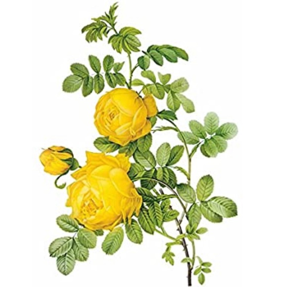 Meet your Posher, Mary Rose - Picture 1 of 1